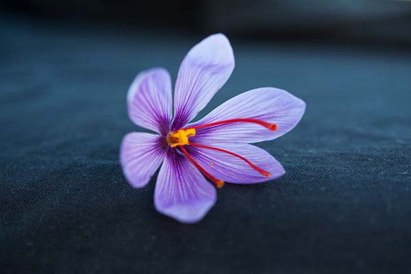 گلبرگ زعفران برای چی خوبه؟