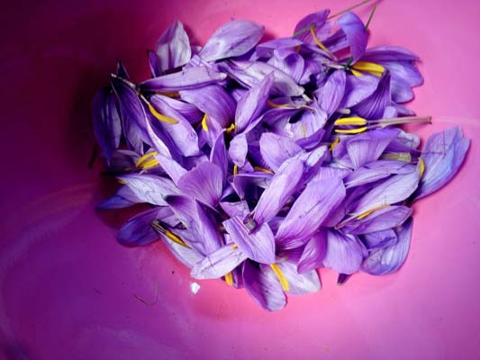 همه چیز درباره گلبرگ زعفران