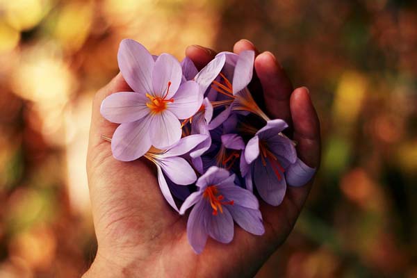 گلبرگ زعفران چیست